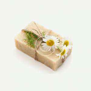 Camomile